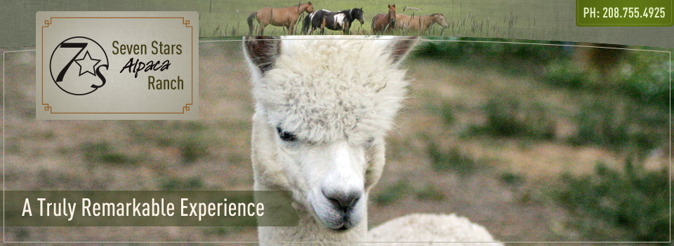 Seven Stars Alpaca Ranch