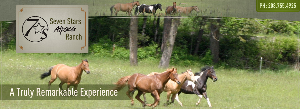 Seven Stars Alpaca Ranch