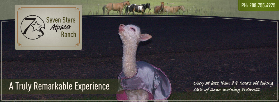 Seven Stars Alpaca Ranch